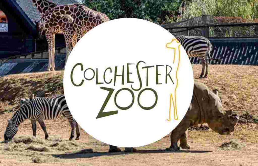 Colchester Zoo Prices